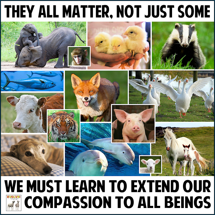 Animal Kinship Corps updated their profile picture