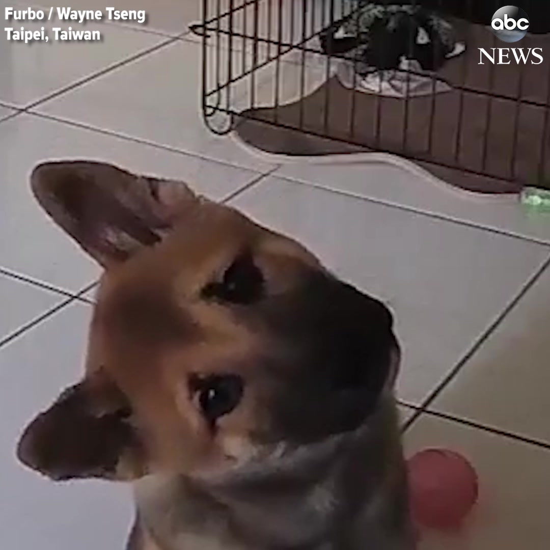 Animal Kinship Corps shared ABC News’s video