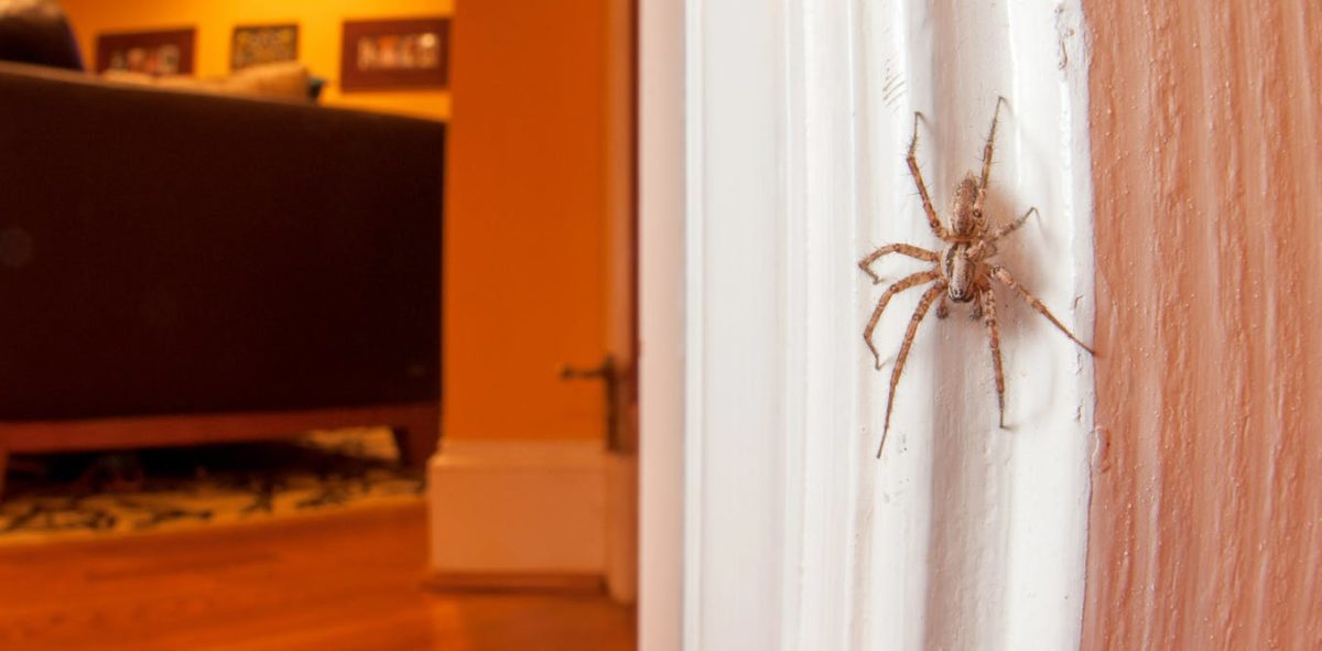 We work very hard at our house to creating ways to move a spider…