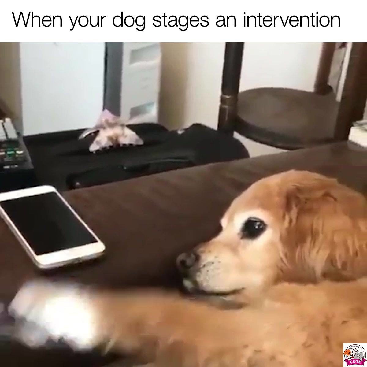Dogs are soooooo smart