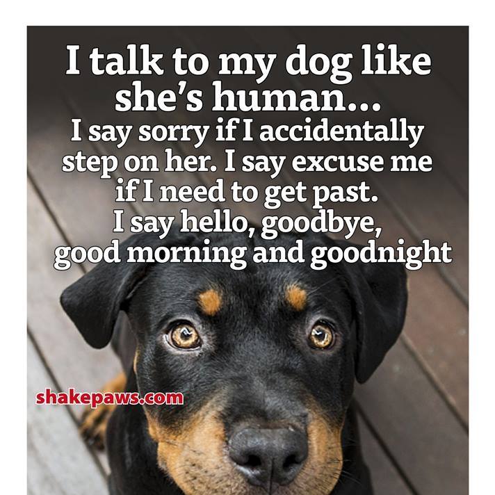 I talk to all my animals–dogs & cats– because not only do they understand…
