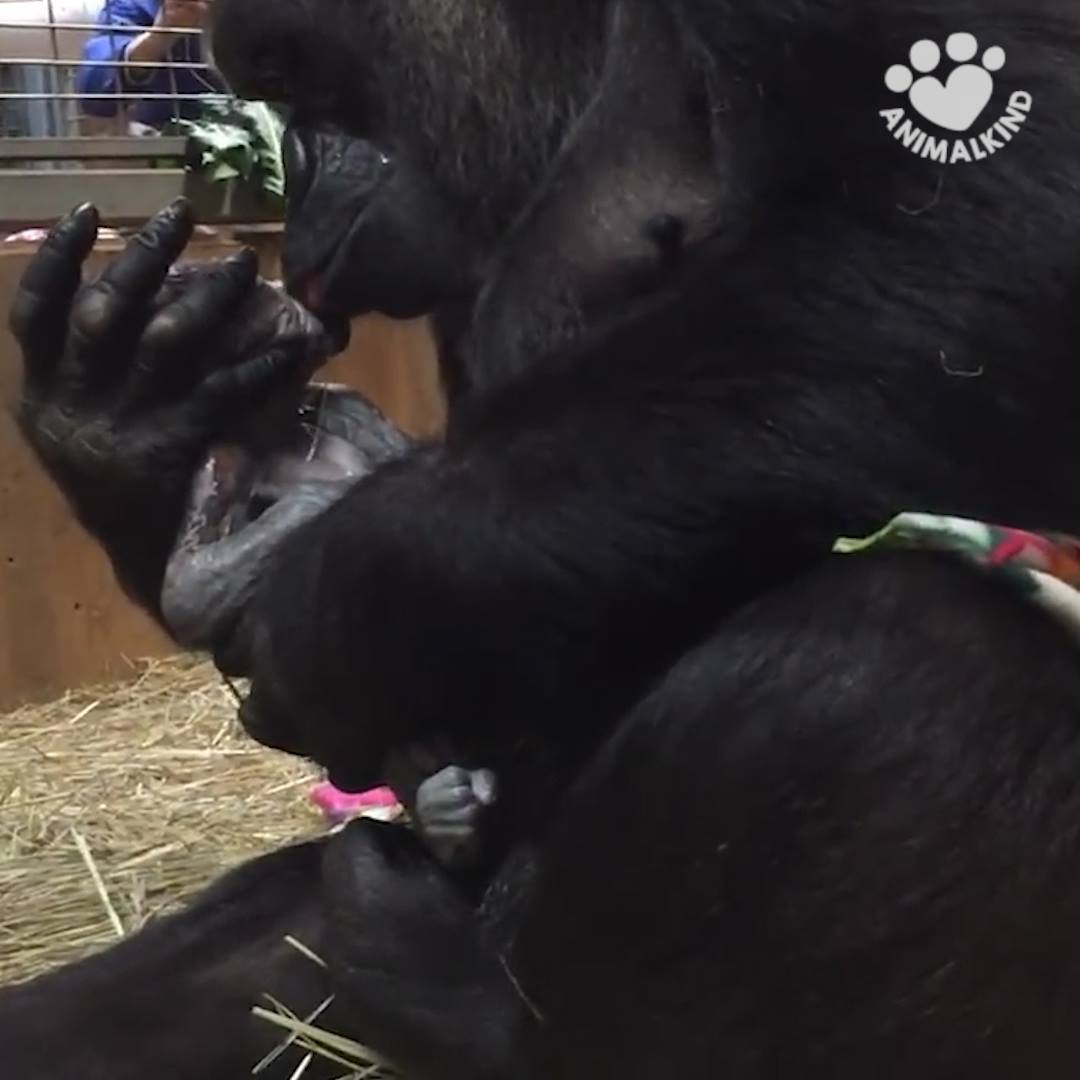 Animal Kinship Corps shared Animalkind Stories’s video