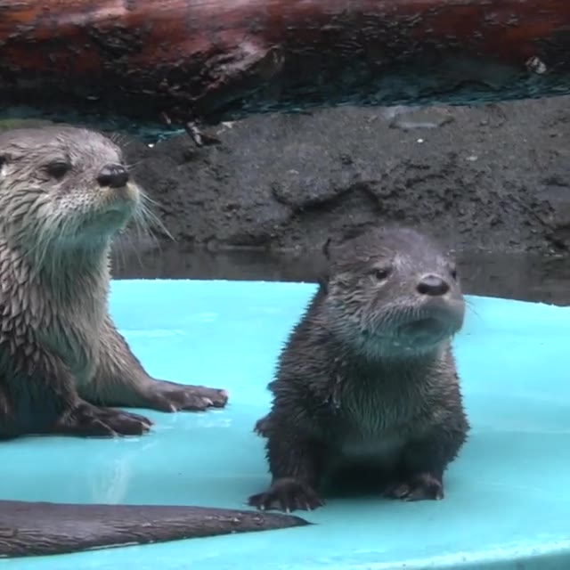 Animal Kinship Corps shared Otter’s video