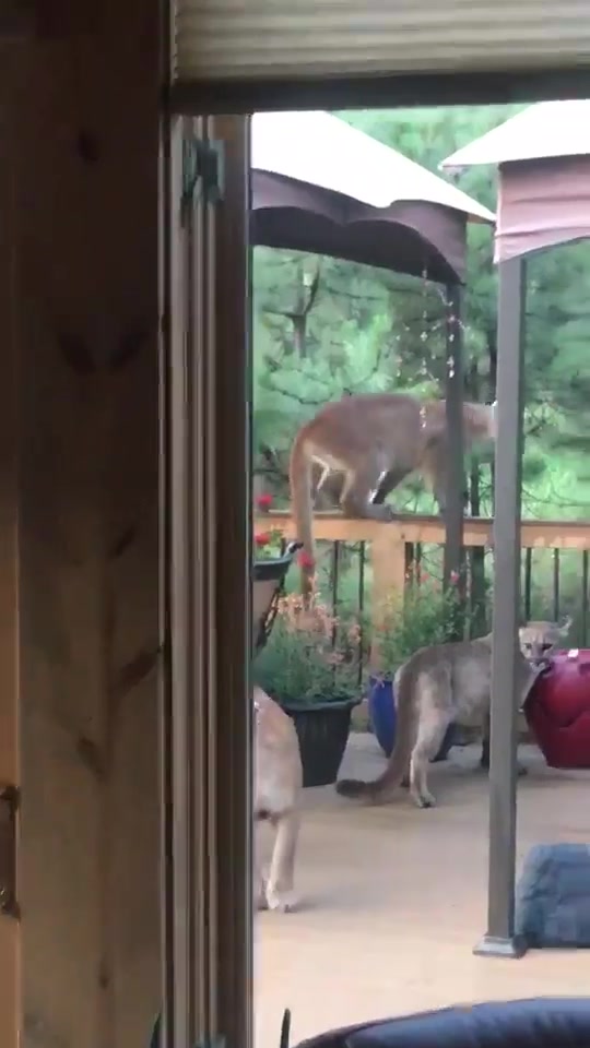 Animal Kinship Corps shared FOX31 KDVR.com’s video