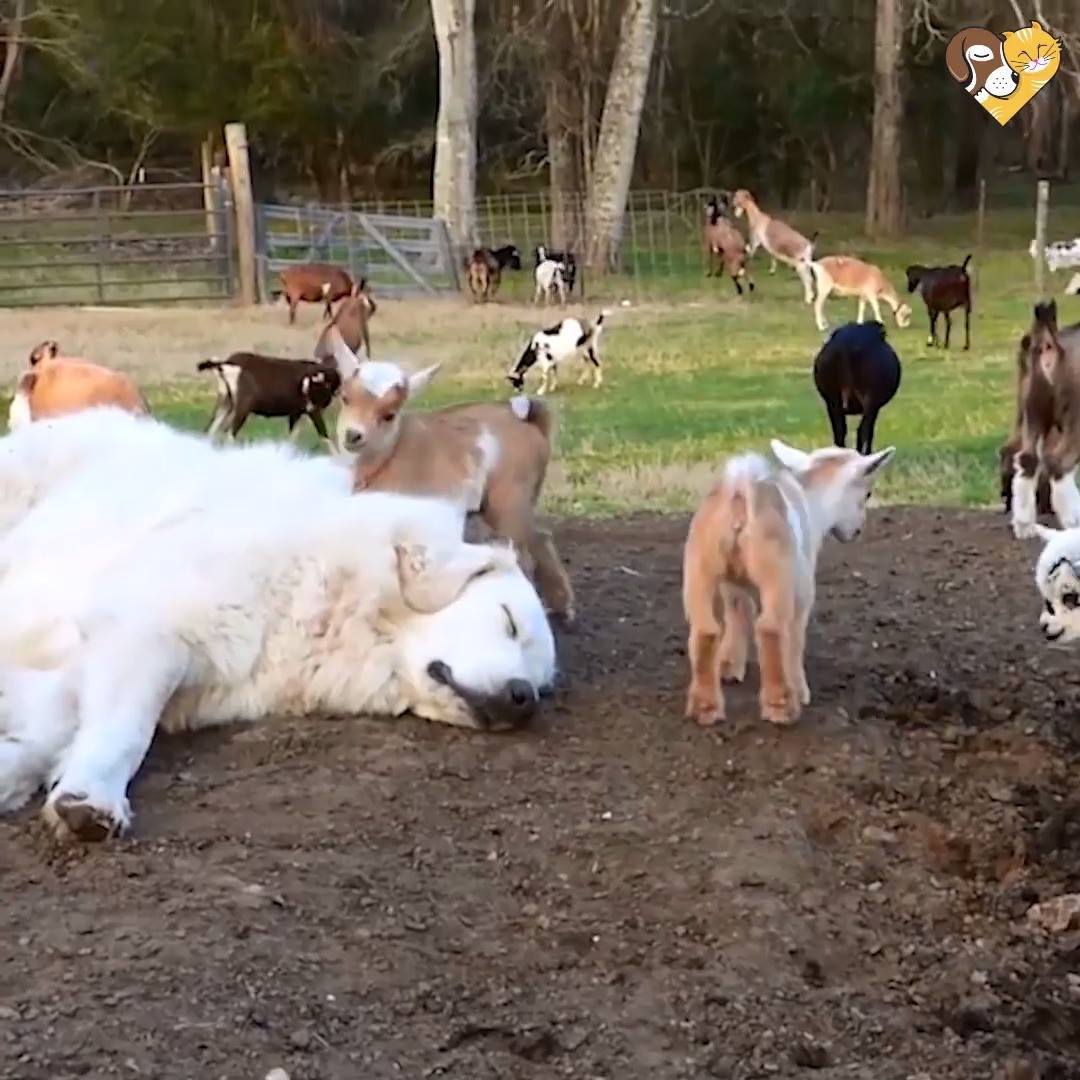 Animal Kinship Corps shared Justvideotv’s video