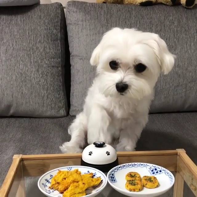 Our girl would have eaten both those bowls and the bell