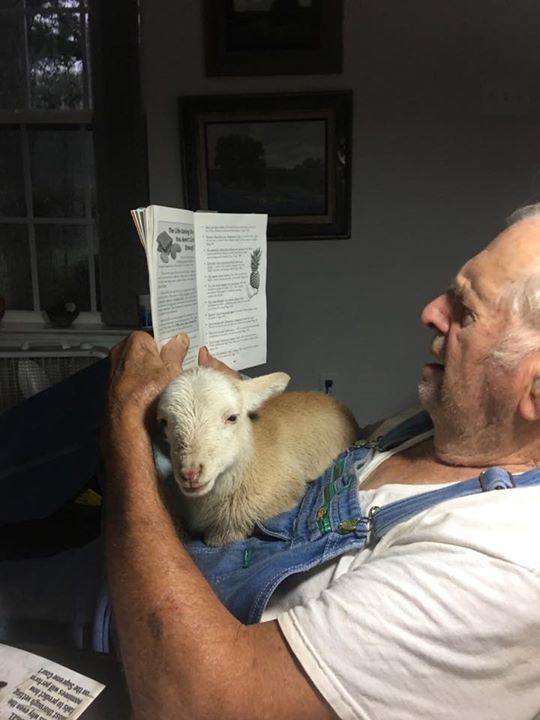 My Uncle Walter at 90+ still caring for his animals. This baby is being…