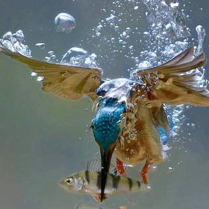 Kingfisher`s catch Photo: DJhutfotografie