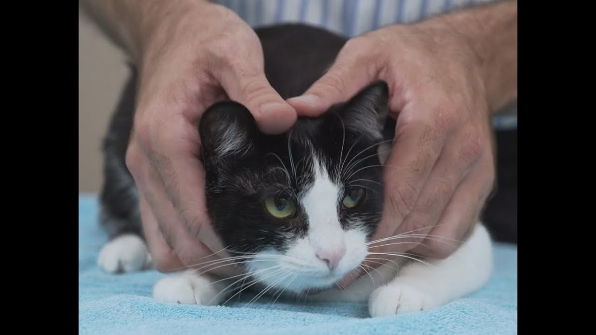 enjoy this video, the cats and the sweet vet