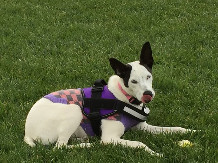 Xena, the super puppy of Maurean Cunningham Palmer and Alan Palmer