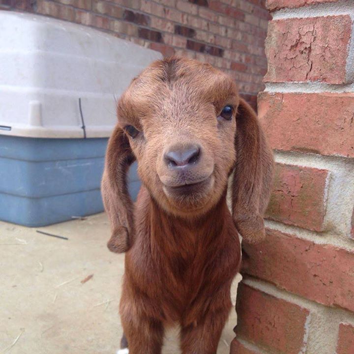 Thanks Carrie Freeman for sharing this baby goat photo that just makes me smile