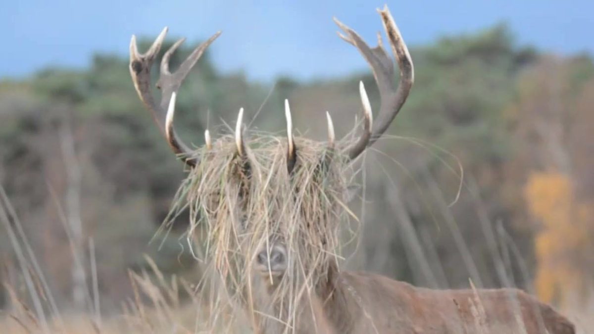 Animal Kinship Corps shared Avantgardens’s video