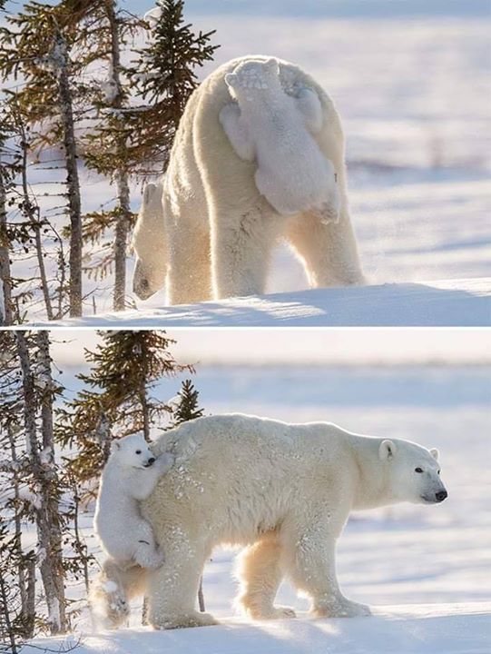 Animal Kinship Corps shared Animals/Nature’s post