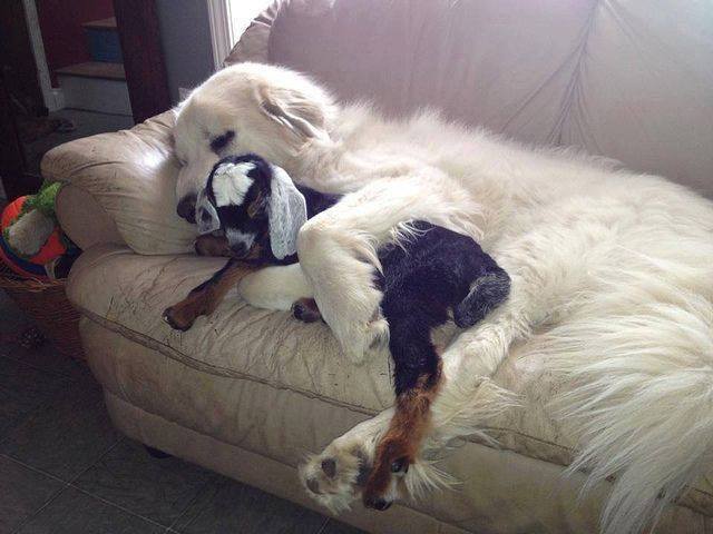 Awwww (and I got to meet at Great Pyrenees at the March event today)