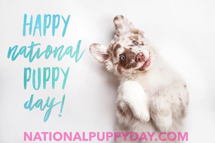 Celebrate your puppy–whether new or older–give them some extra TLC (& walks and treats)…