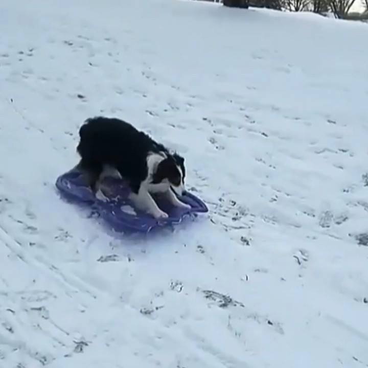 Only child dog learning to play