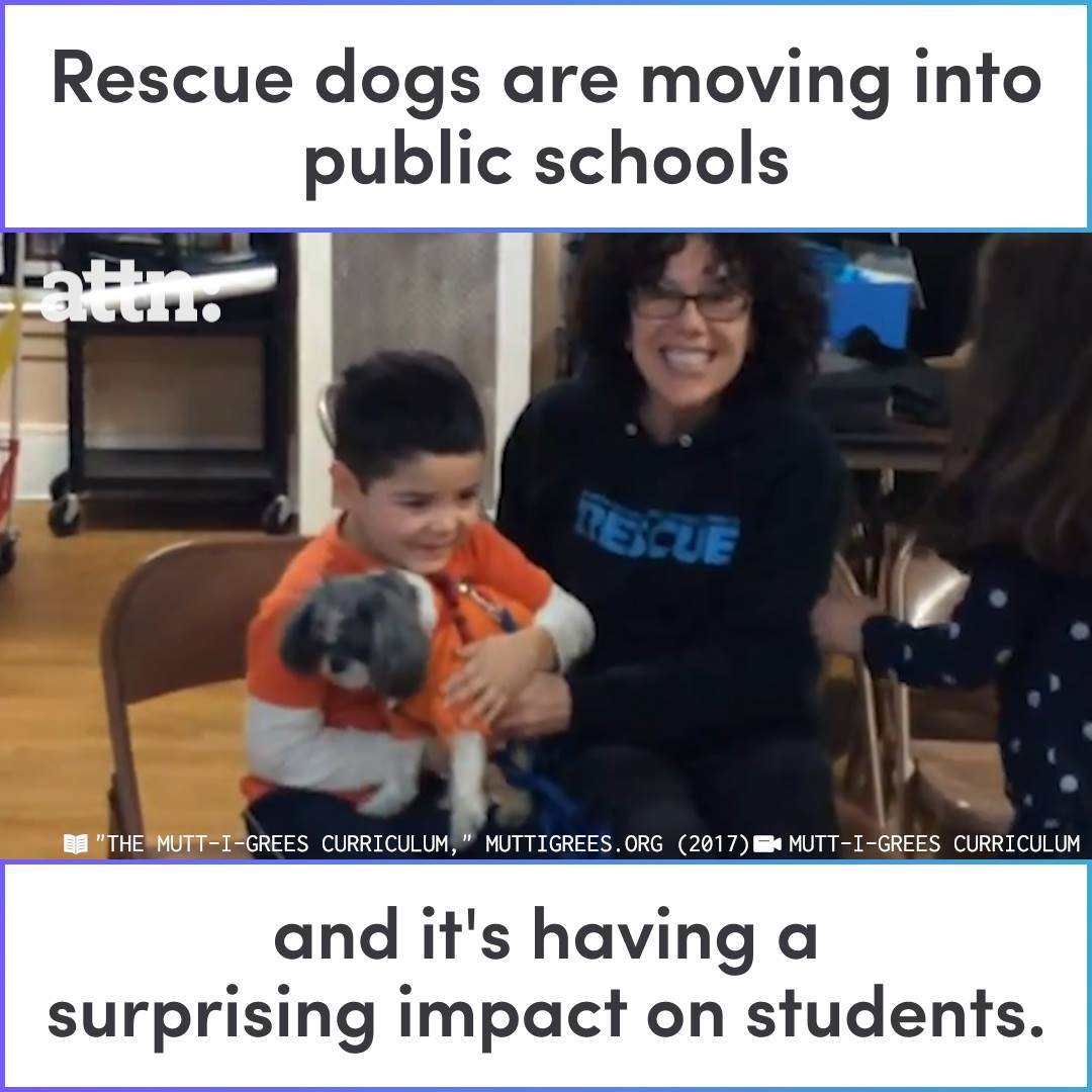 Puppies instead of pistols in our schools. A win-win program. ️