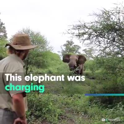 Animal Kinship Corps shared Pangolin Photo Safaris’s video