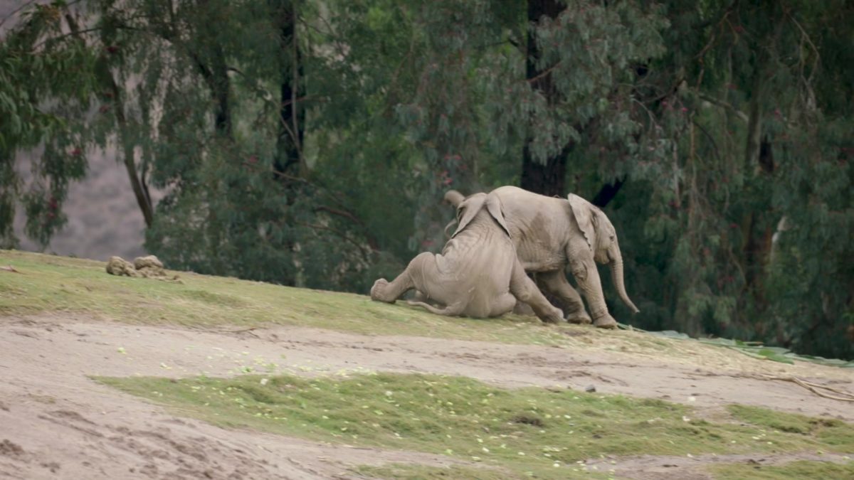 Animal Kinship Corps shared San Diego Zoo Safari Park’s post