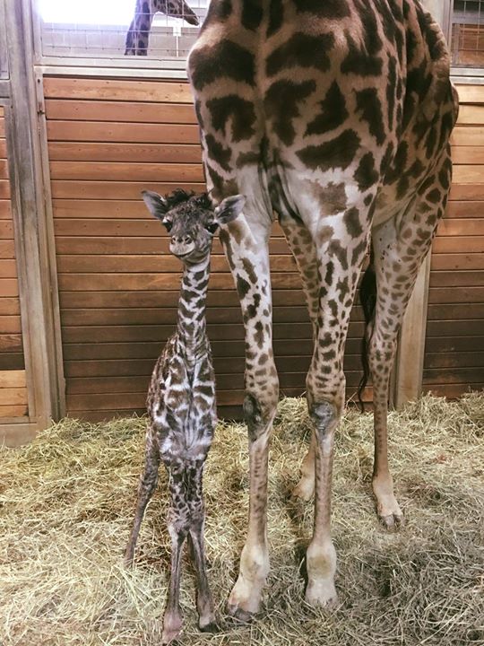 Animal Kinship Corps shared Kansas City Zoo’s photo