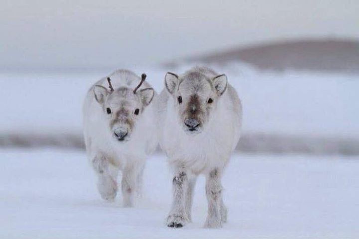 White teenage reindeer contemplating their Christmas Eve ride for next year