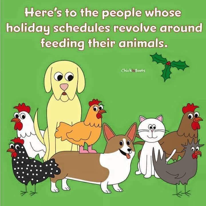 Honoring our animal companions is equally important all year around