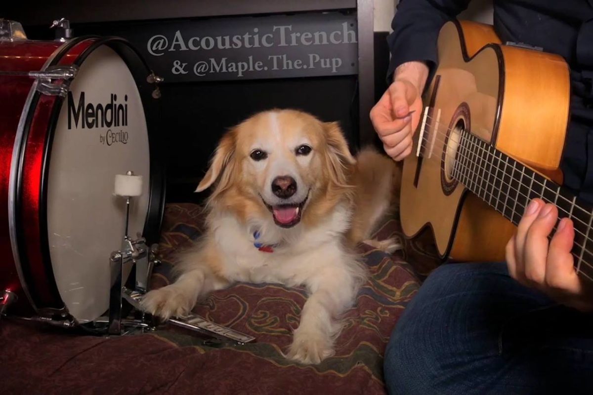 Animal Kinship Corps shared AcousticTrench’s video