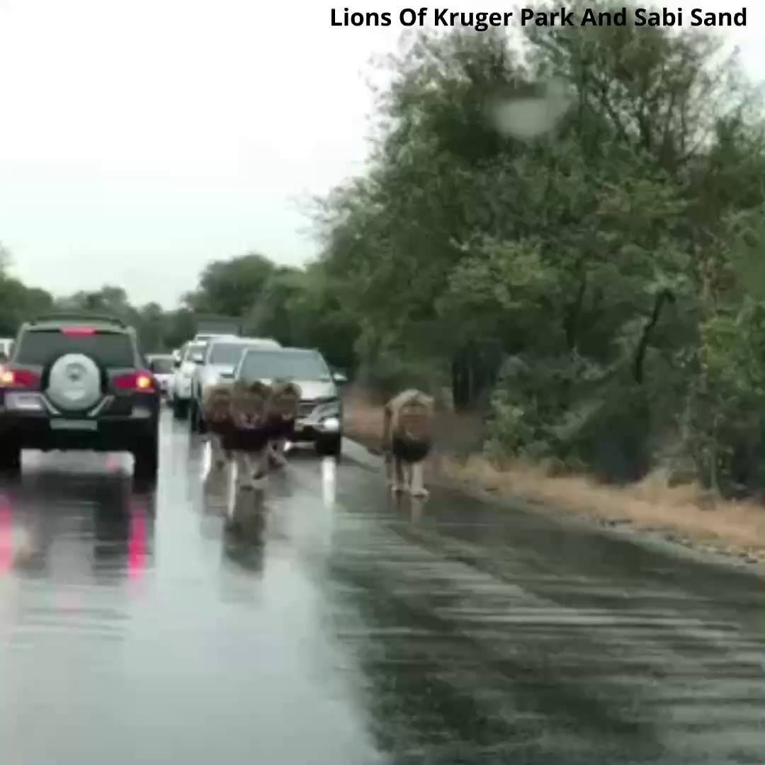 Animal Kinship Corps shared CBS News’s post