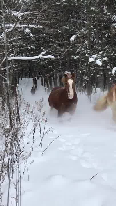 Animal Kinship Corps shared Beautiful Nature’s post