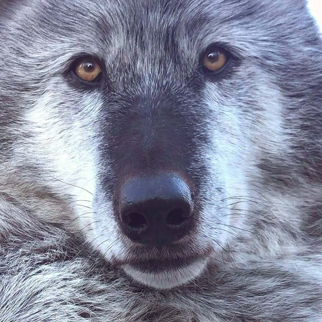 Animal Kinship Corps shared Wolf Conservation Center’s video