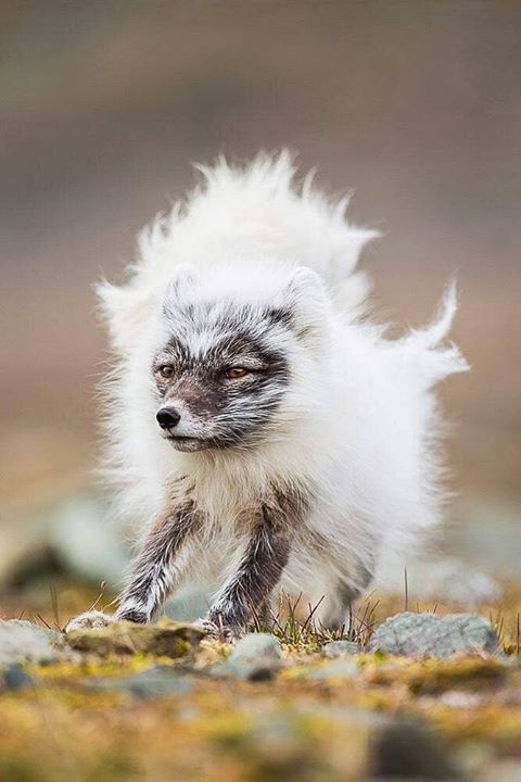 Female Arctic Fox in the process of changing from a summer coat to her…