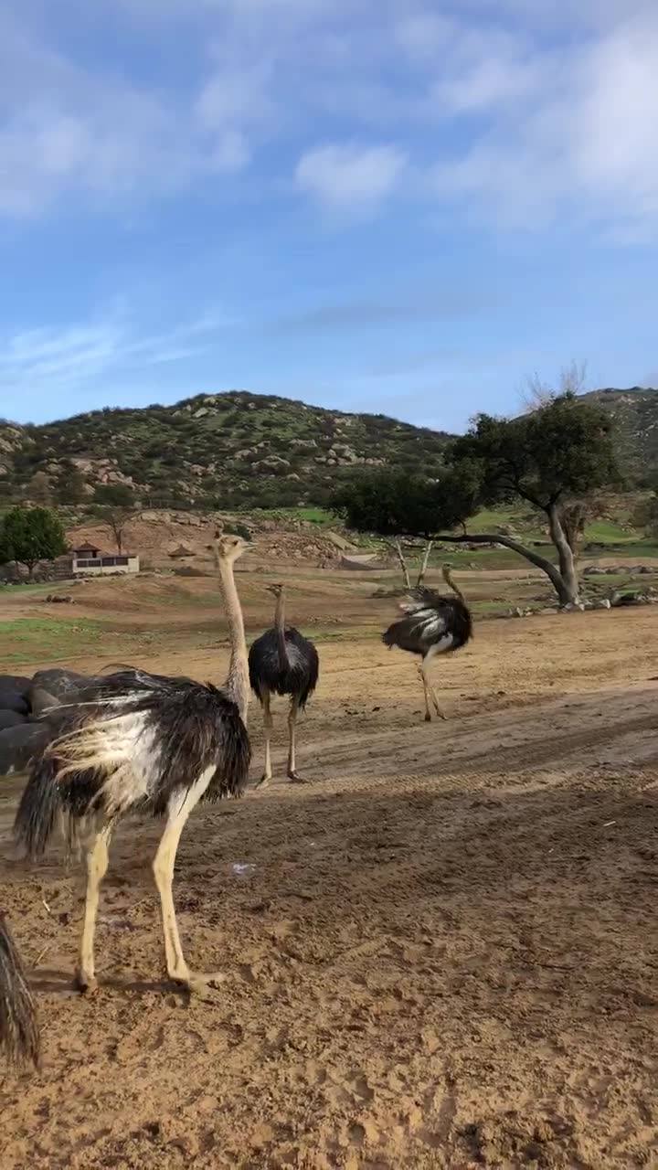 Animal Kinship Corps shared San Diego Zoo Safari Park’s post