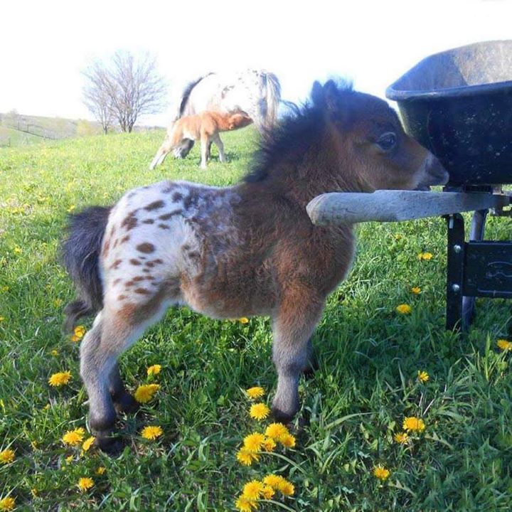 Mini-appaloosa pony