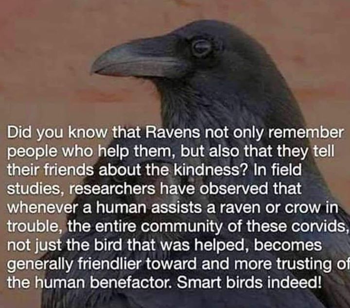 And then imagine if one was a three eyed raven…