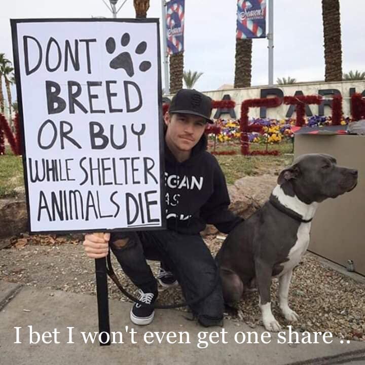 Please always consider adopting a shelter animal