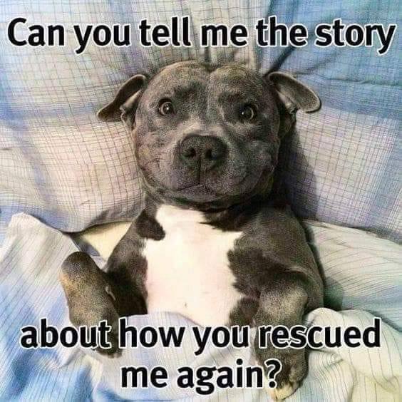 Tell a news story for a dog or cat that needs to be adopted/rescued.…