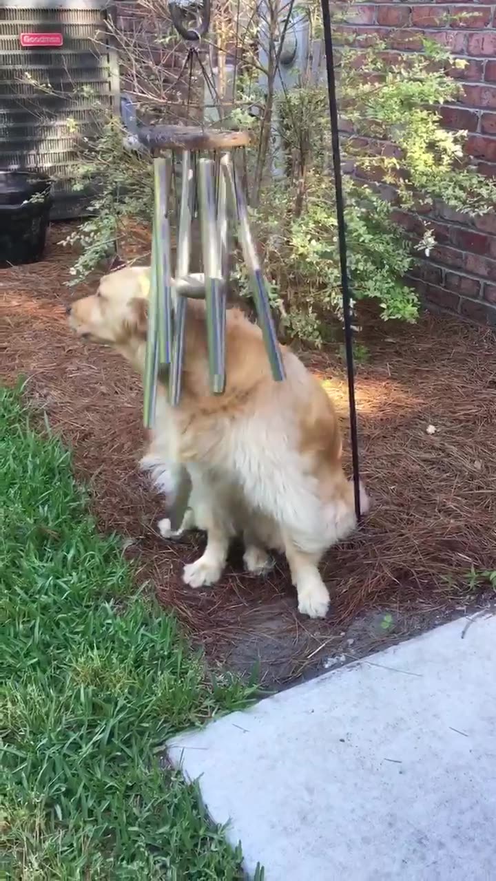 Two of the things I love most in the world–Goldens and chimes. Sweeeet