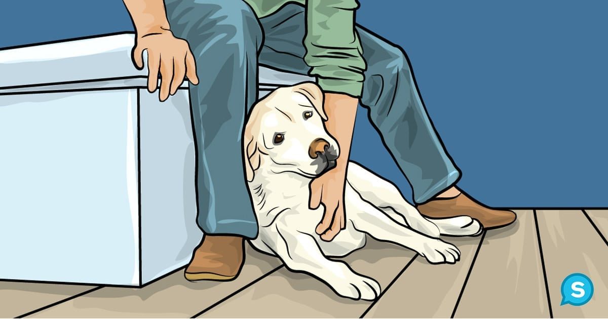 Most of dog parents can read body language well. This article shows a few…